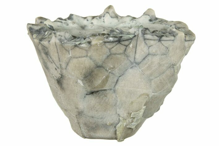 Fossil Crinoid (Eucalyptocrinus) Calyx - Indiana #252451